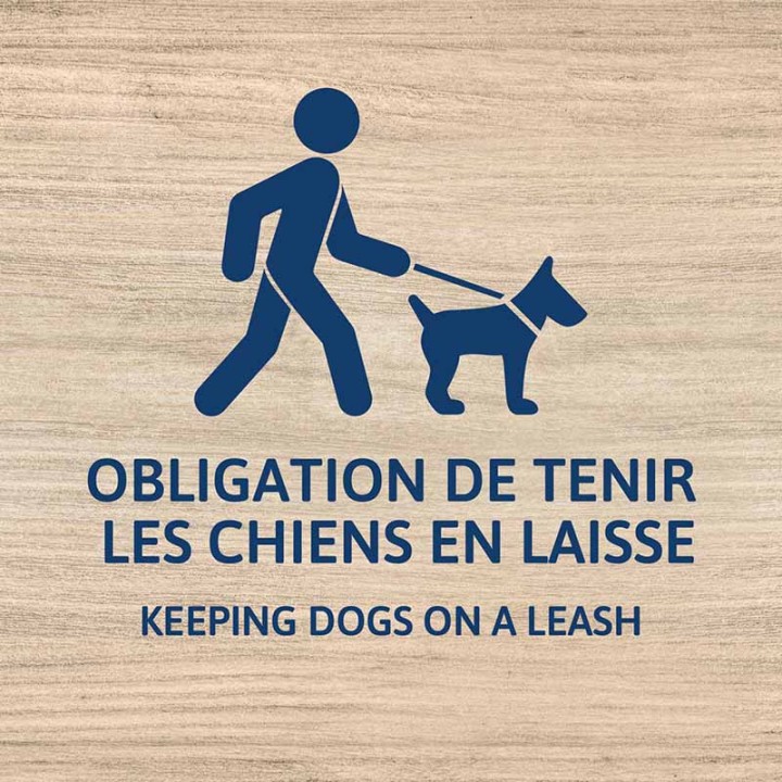 Chiens en laisse